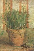 Flowerpot with Chives (nn04)